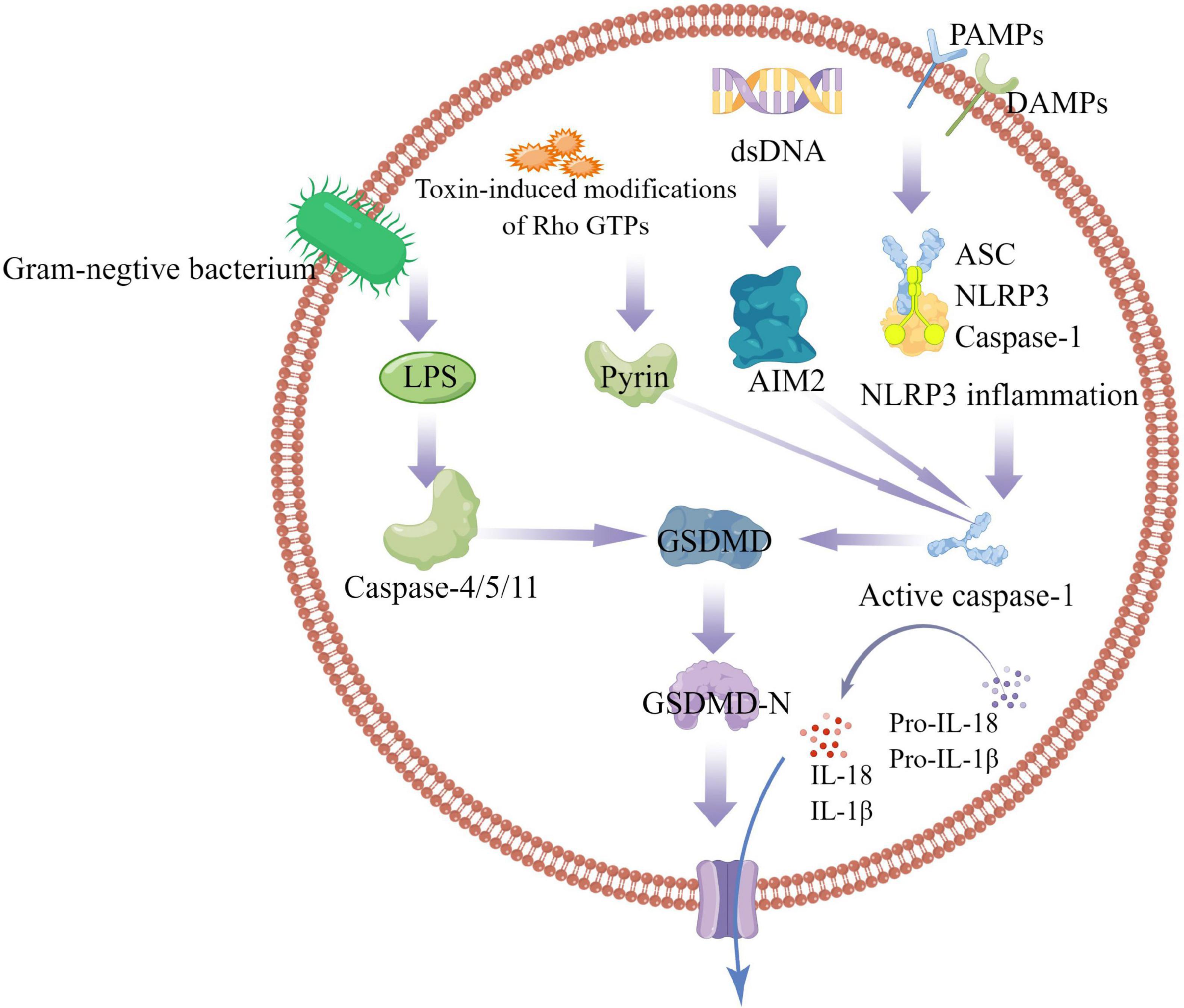 The role of ROS-induced pyroptosis in CVD